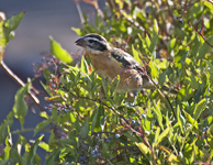 Black headed Grosbeak 1944